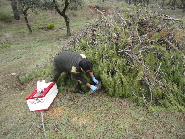 Vet freeing a rabbit