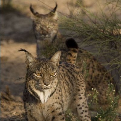 Iberian Lynx