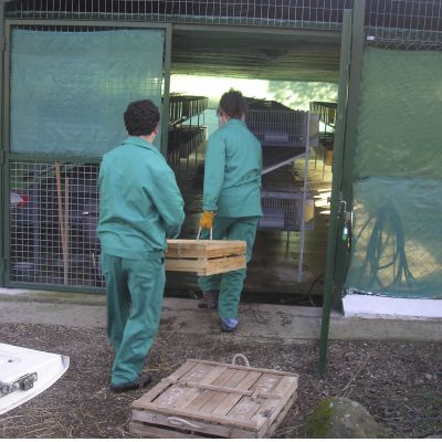 Vets working on rabbit repopulation