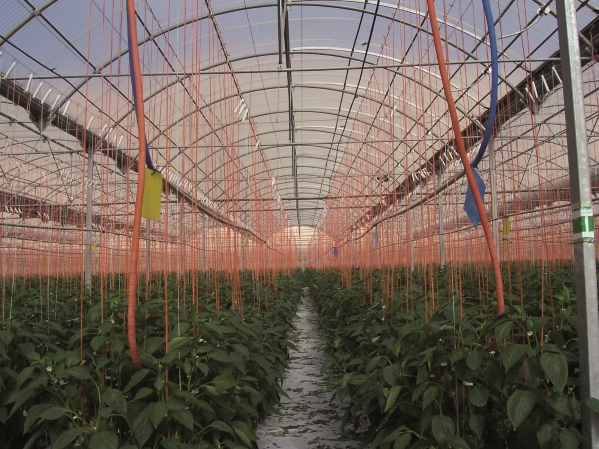 A greenhouse