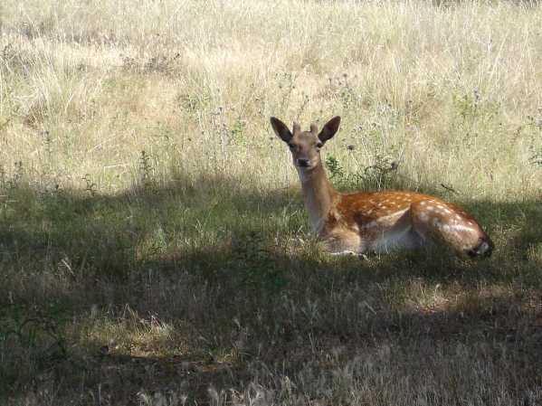 Deer