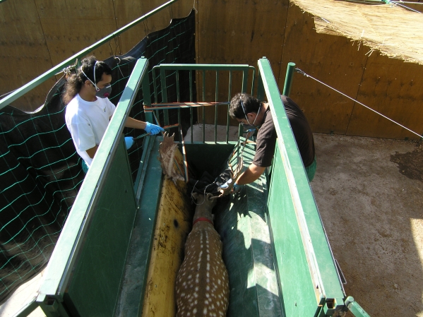 Vets treating a deer