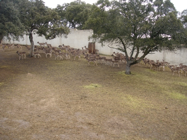 Herd of deers