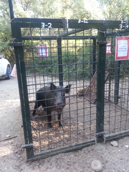 Wild boar in a cage