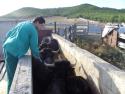 Vet monitoring a group of bull calfs