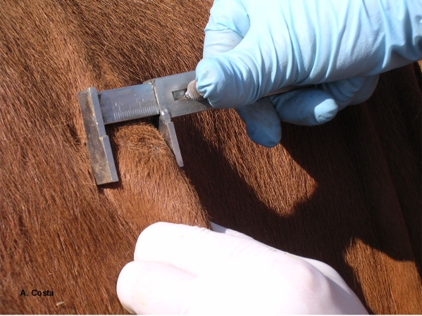 Vet taking measures of the livestock