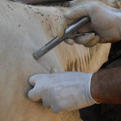 Vet treating the livestock