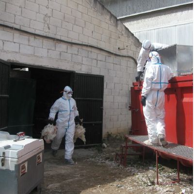 Hens slaughtered in the farm