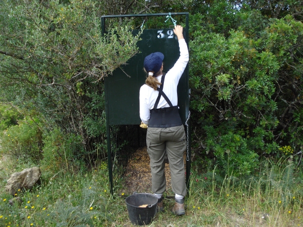 Worker preparing the trap
