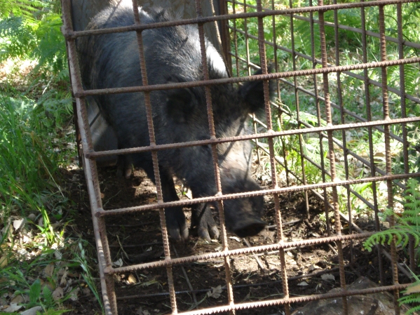 Wild boar in a cage