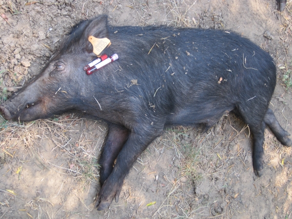 Wild boar slaughtered