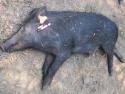 Wild boar slaughtered