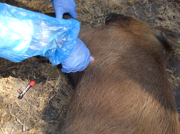 Worker taking a blood sample