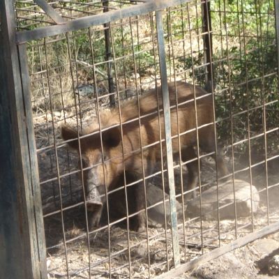 Wild boar captured