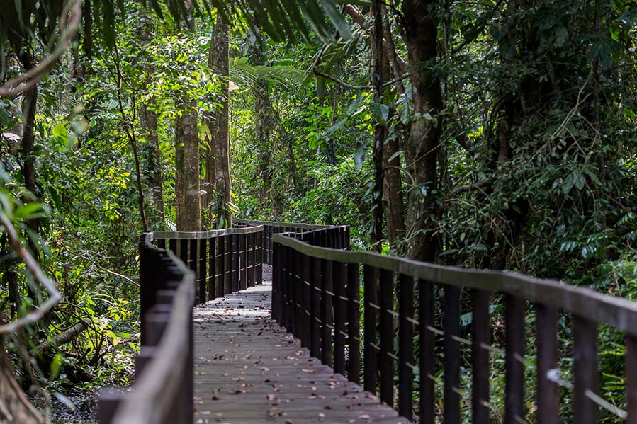 Elevated wooden path 