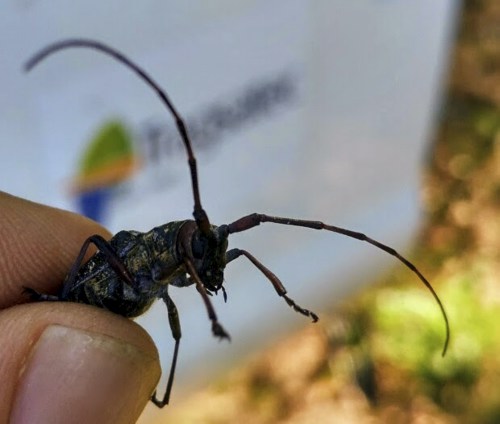 Nematodo del pino