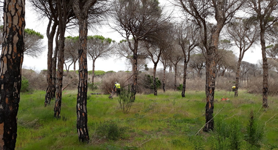 Restauración Doñana