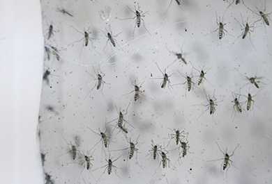 Técnica Insecto Estéril