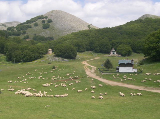 Población rural con ganado ovino pastando
