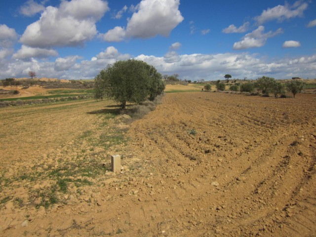 Concentración parcelaria