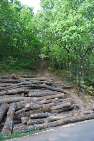 Troncos de castaño cortados