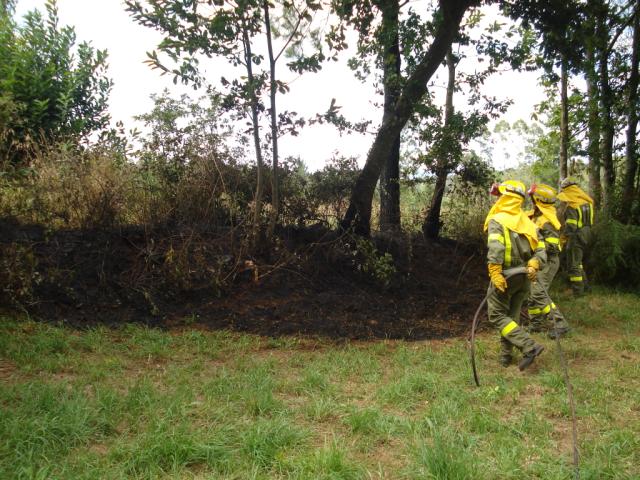 Brigada  realizando trabajos forestales