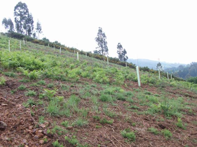 Plantación de castaños
