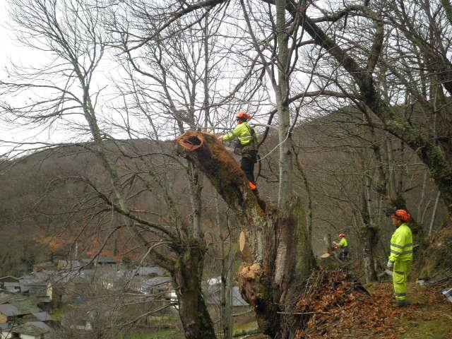 Operario talando un árbol