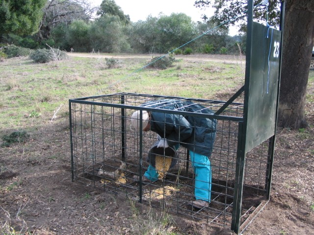Operario colocando alimento como cebo en una jaula