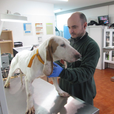 Examination room for dogs.