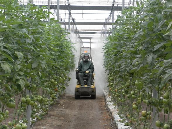A worker in the greenhouse