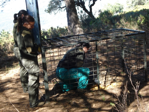 Workers preparing a trap