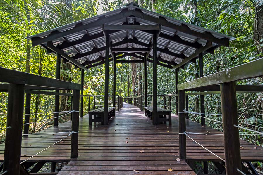 Elevated wooden path 