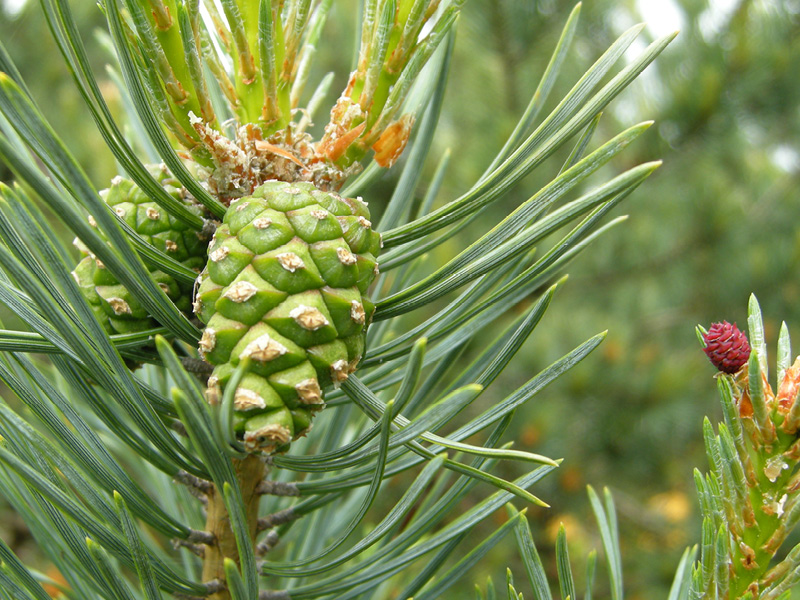 Pinus Sylvestris