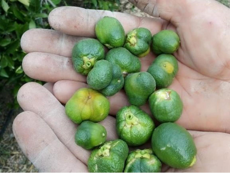 Deformaciones en naranjas y clementinas