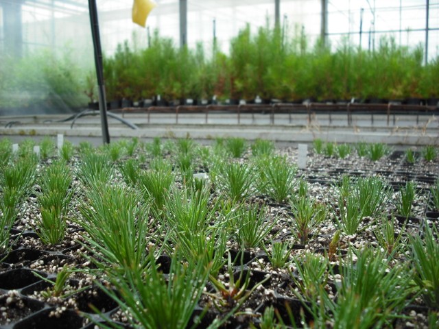 Plántulas de pino en vivero