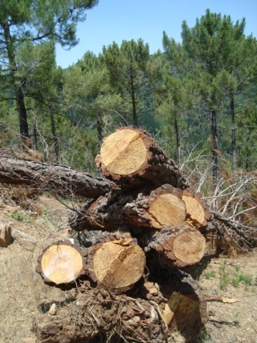 Troncos de pino apilados