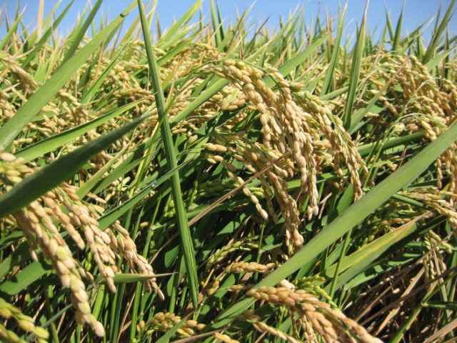 Cultivo arroz