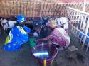 Mujeres de la etnia Peul ordeñando cabras