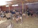 Vista interior de una granja con cabras