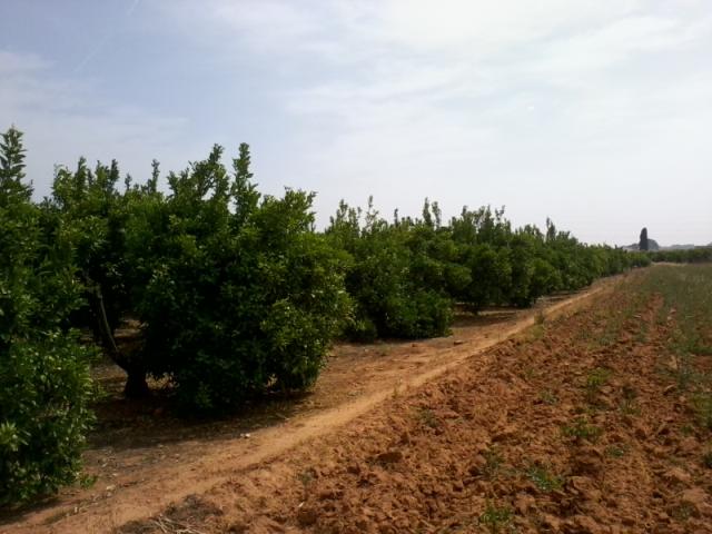 Cultivo Naranjo