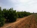 Surveys on crop areas and yields and supply of citrus fruits in the Valencian Community