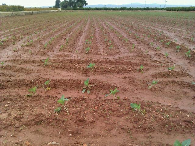 Cultivo col
