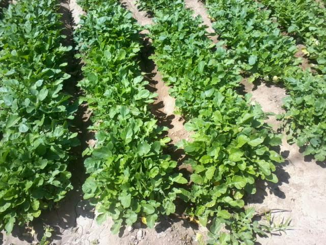 Cultivo nabo