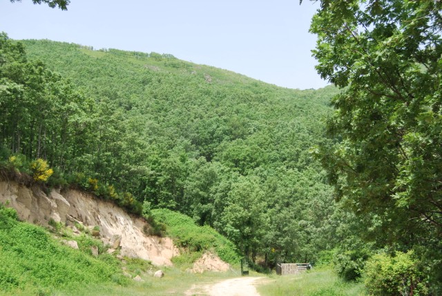 Vista frontal de un robledal