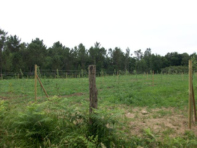Plantación de manzanos