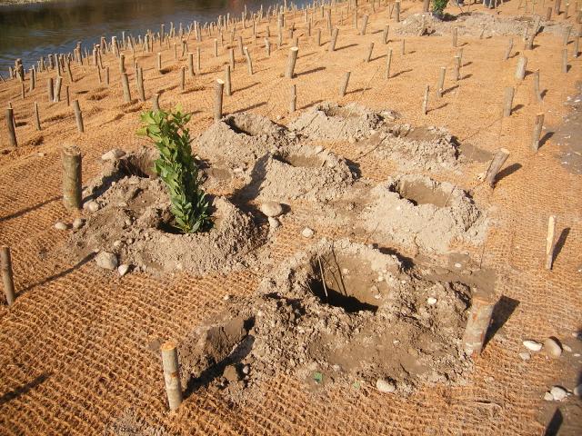 Plantación de especies arbustivas