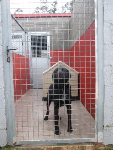 Vista frontal de una jaula con un perro en su interior