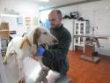 Veterinario oscultando a un perro en las instalaciones del Centro