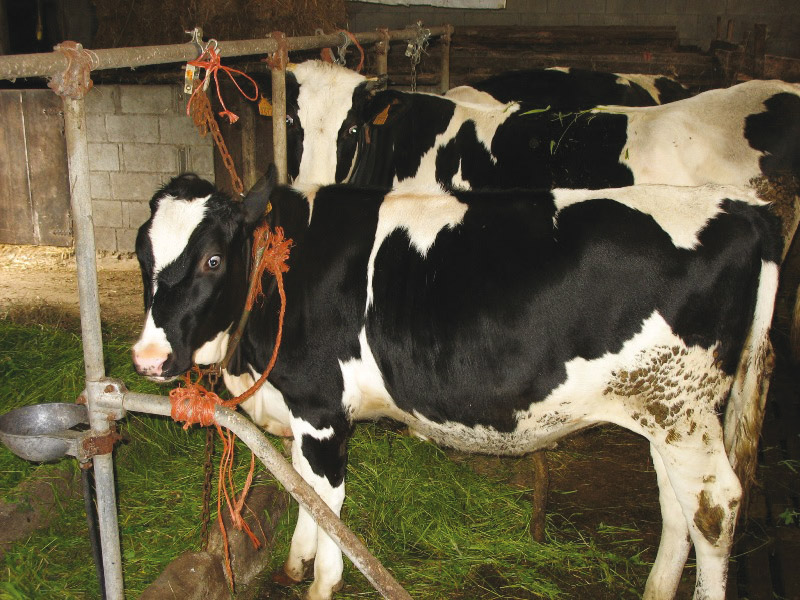 Vacas en establo